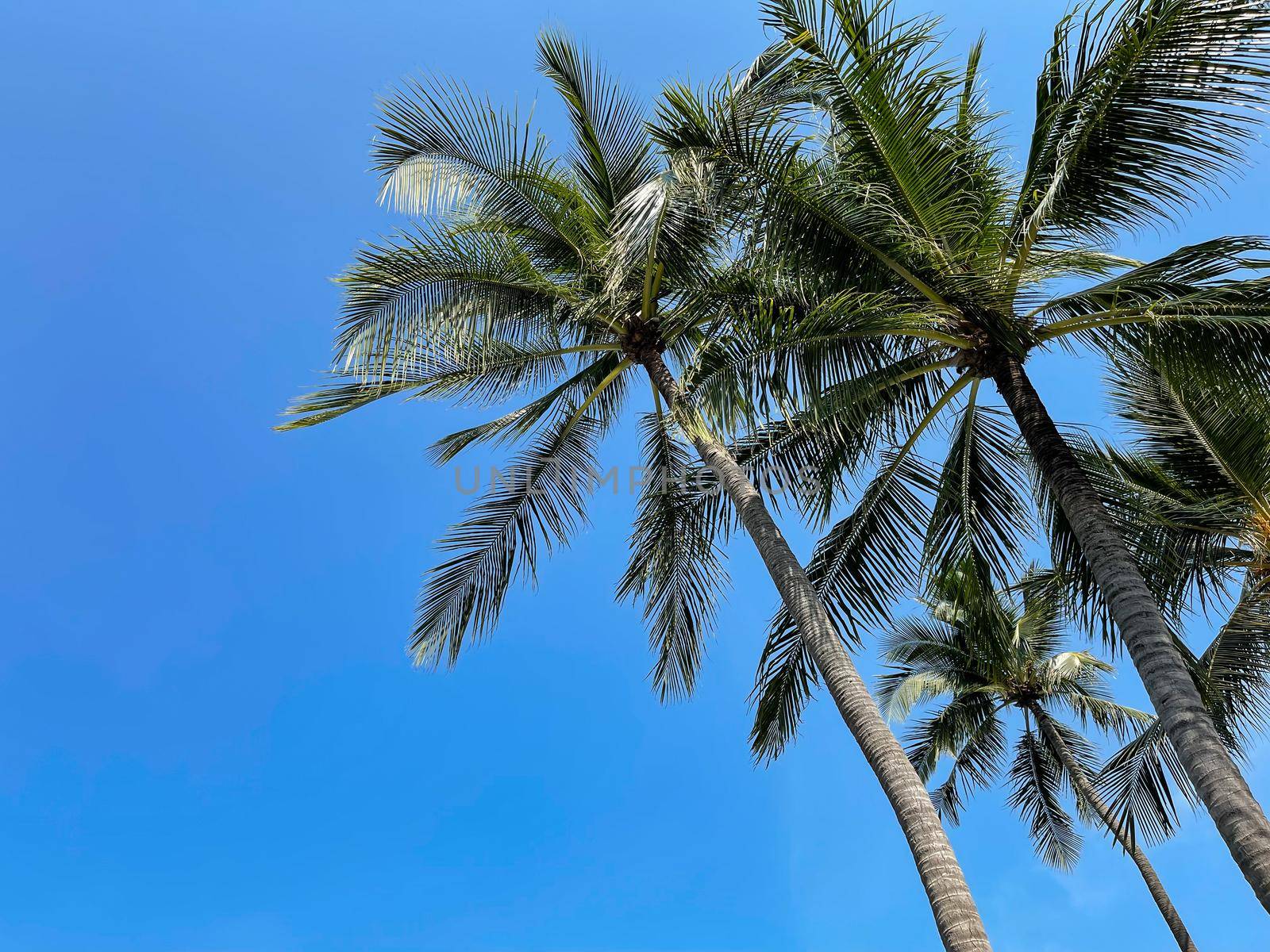 Coconut palm tree with blue sky on tropical beach.