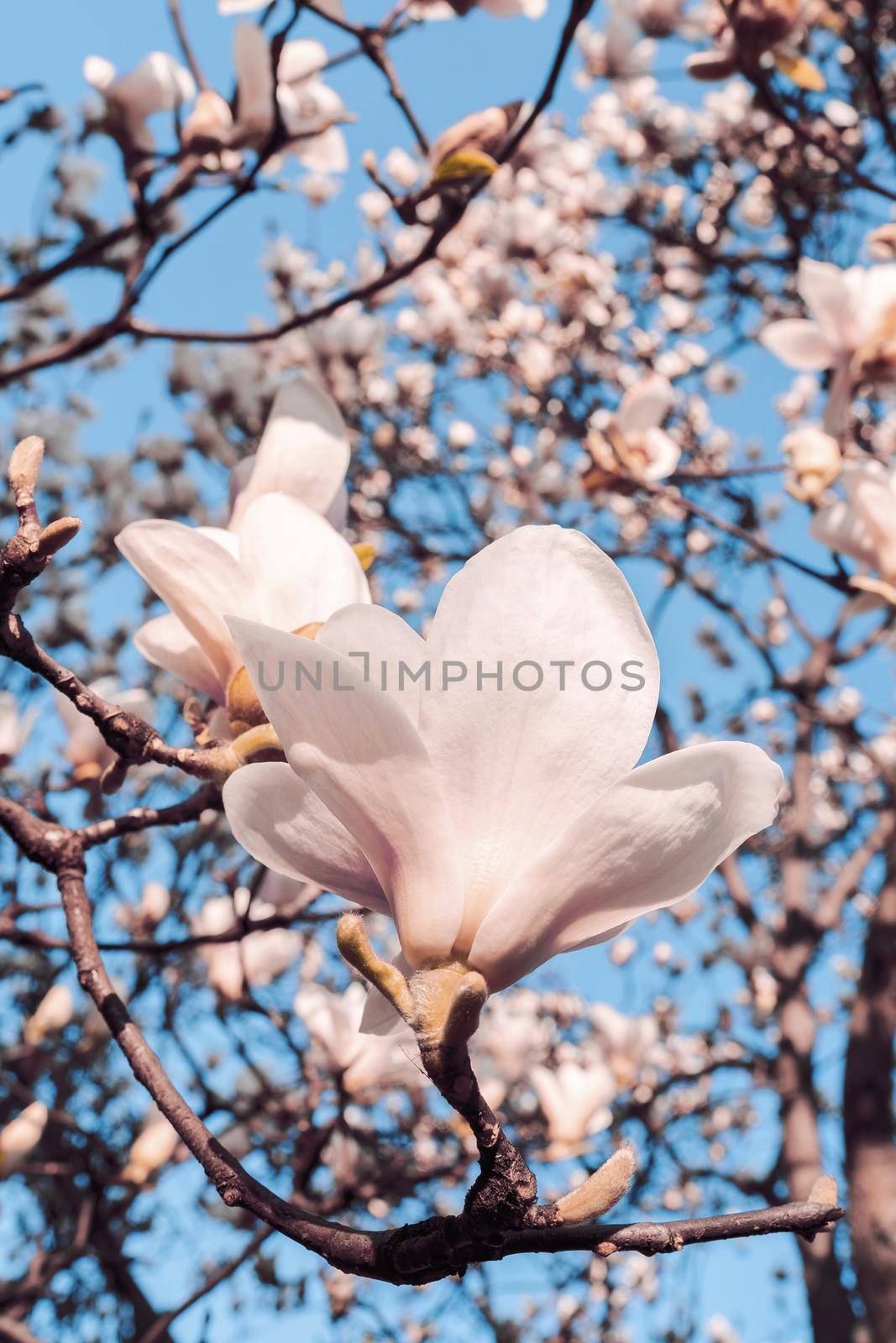 Magnolia soulangeana also called saucer magnolia flowering springtime tree with beautiful pink white flowers March.