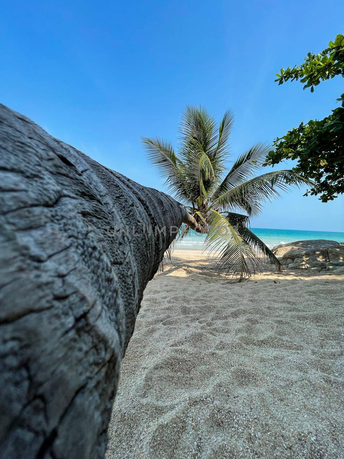 Slant coconut palm tree with blue sky on tropical beach.