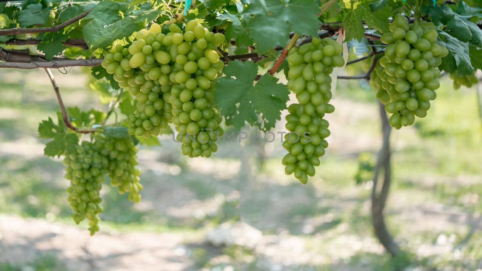 Green grapes in vineyard.