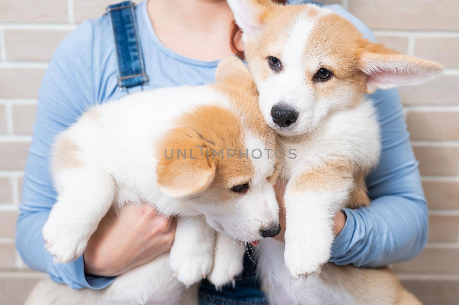 Caucasian woman holding two cute pembroke corgi puppies. by mrwed54