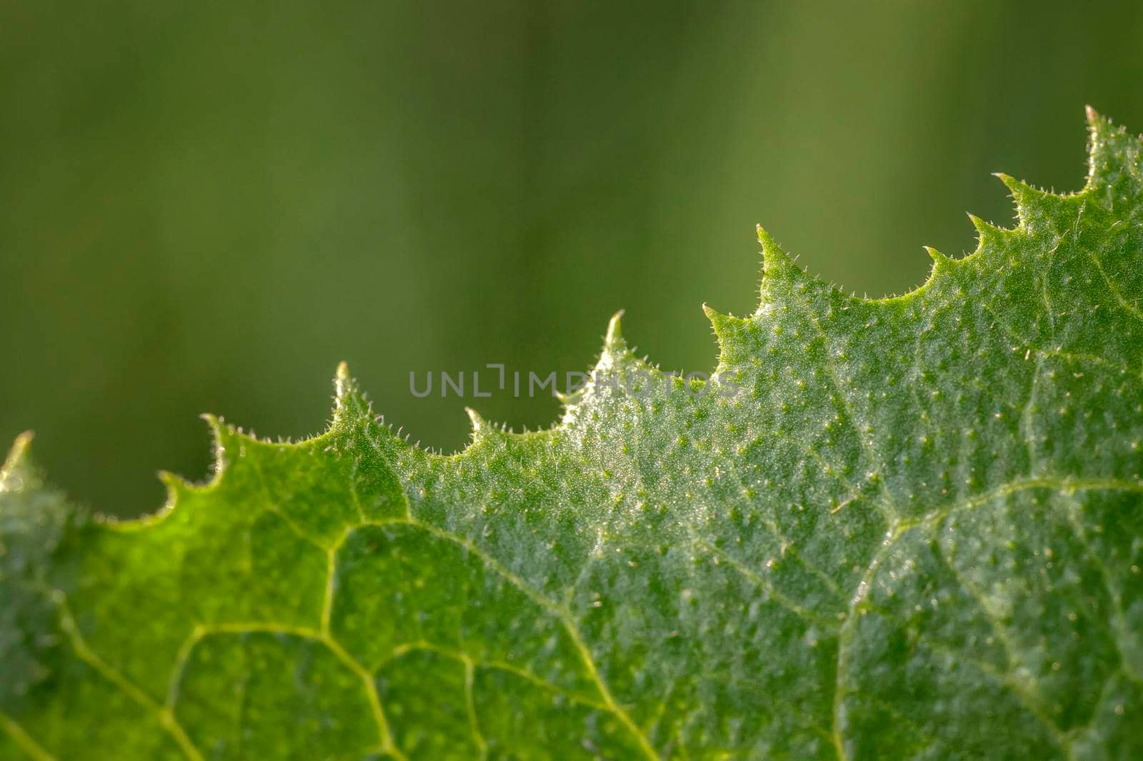 Exciting macro at the edge of the green leaves