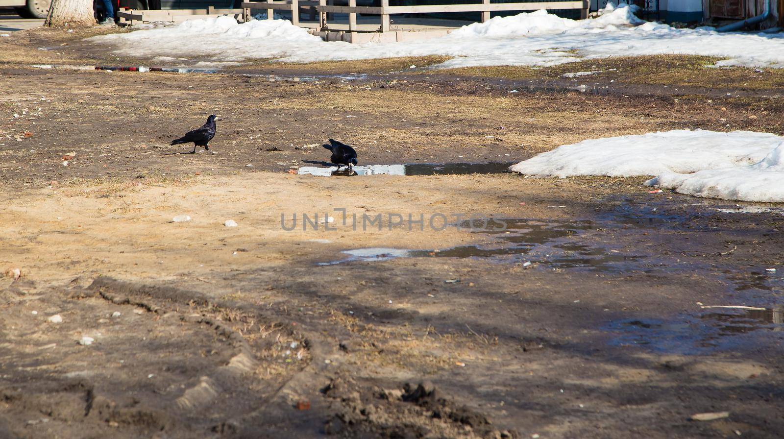 In a clearing in the park, black rooks drink water from a puddle. Spring, the snow is melting, there are puddles of slush and mud all around. Day, cloudy weather, soft warm light.