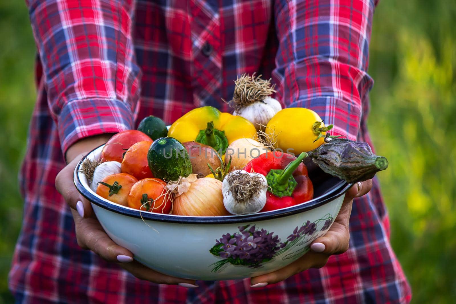 Farmer woman holding fresh vegetables from the farm. carrots, cucumbers, radishes, corn, garlic and peppers in hands. selective focus