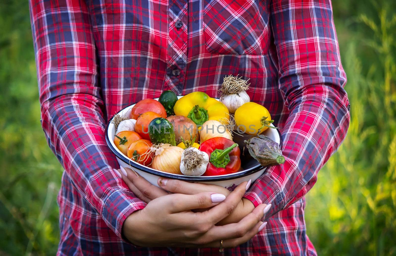 Farmer woman holding fresh vegetables from the farm. carrots, cucumbers, radishes, corn, garlic and peppers in hands. selective focus