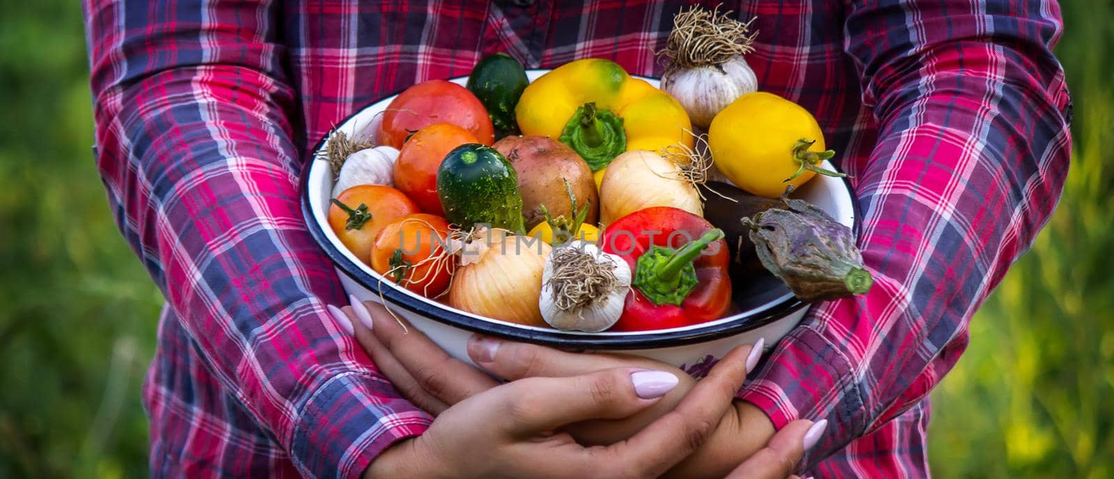Farmer woman holding fresh vegetables from the farm. carrots, cucumbers, radishes, corn, garlic and peppers in hands. selective focus