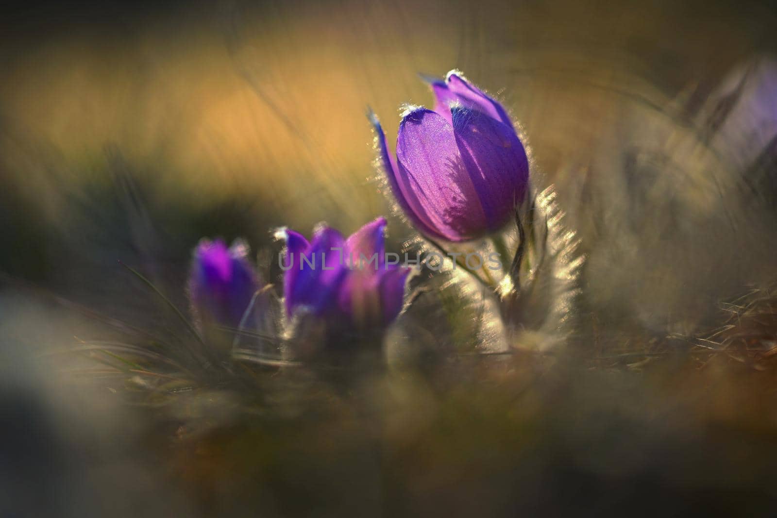 Spring time. Beautiful purple blooming flower in a meadow with sunset sun. Spring in nature and colorful background. Little furry pasque-flower. (Pulsatilla grandis) 