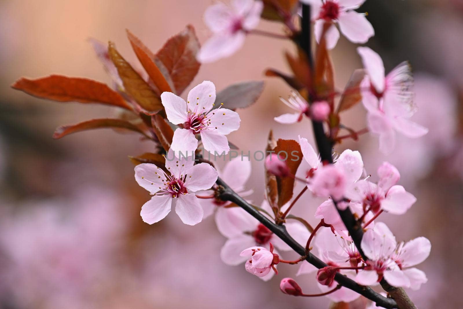 Spring time. Beautiful flowering tree. Spring in nature and colorful background. Japanese cherry - Sakura.