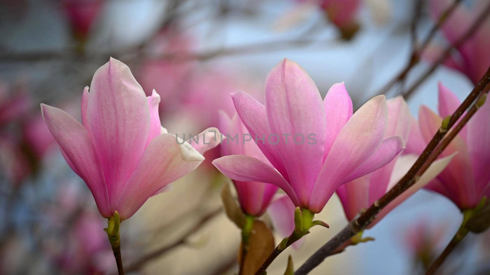 Spring background. Beautiful flowering white-pink tree - Magnolia.