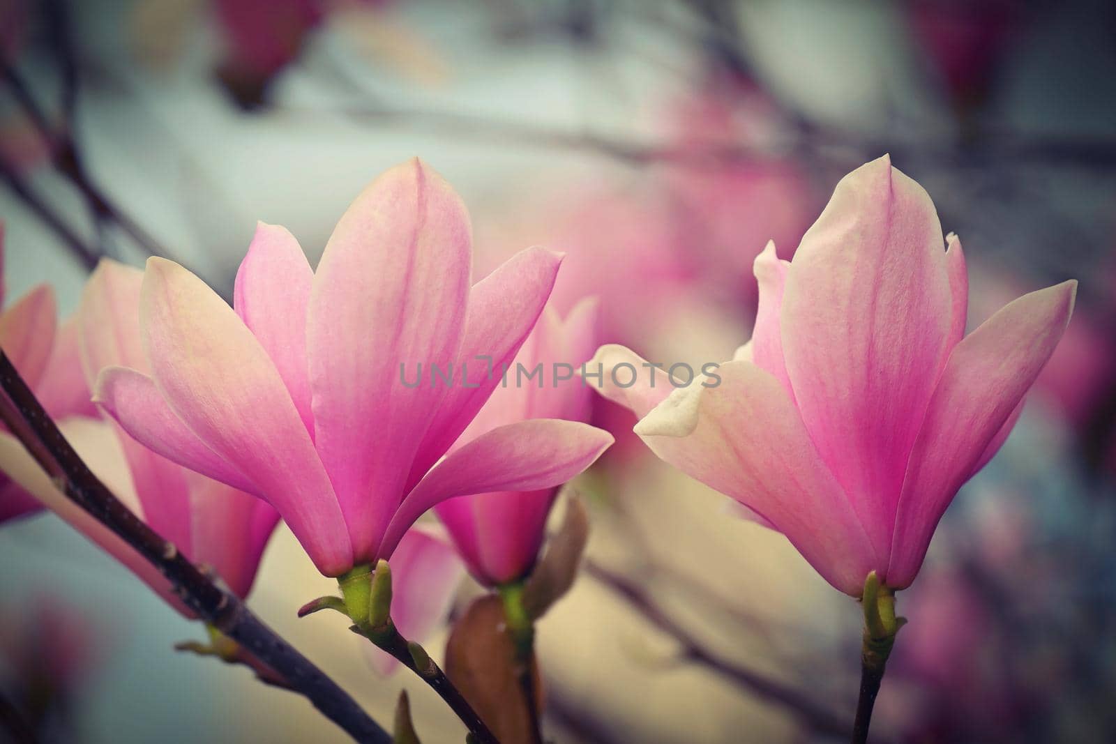 Spring background. Beautiful flowering white-pink tree - Magnolia.