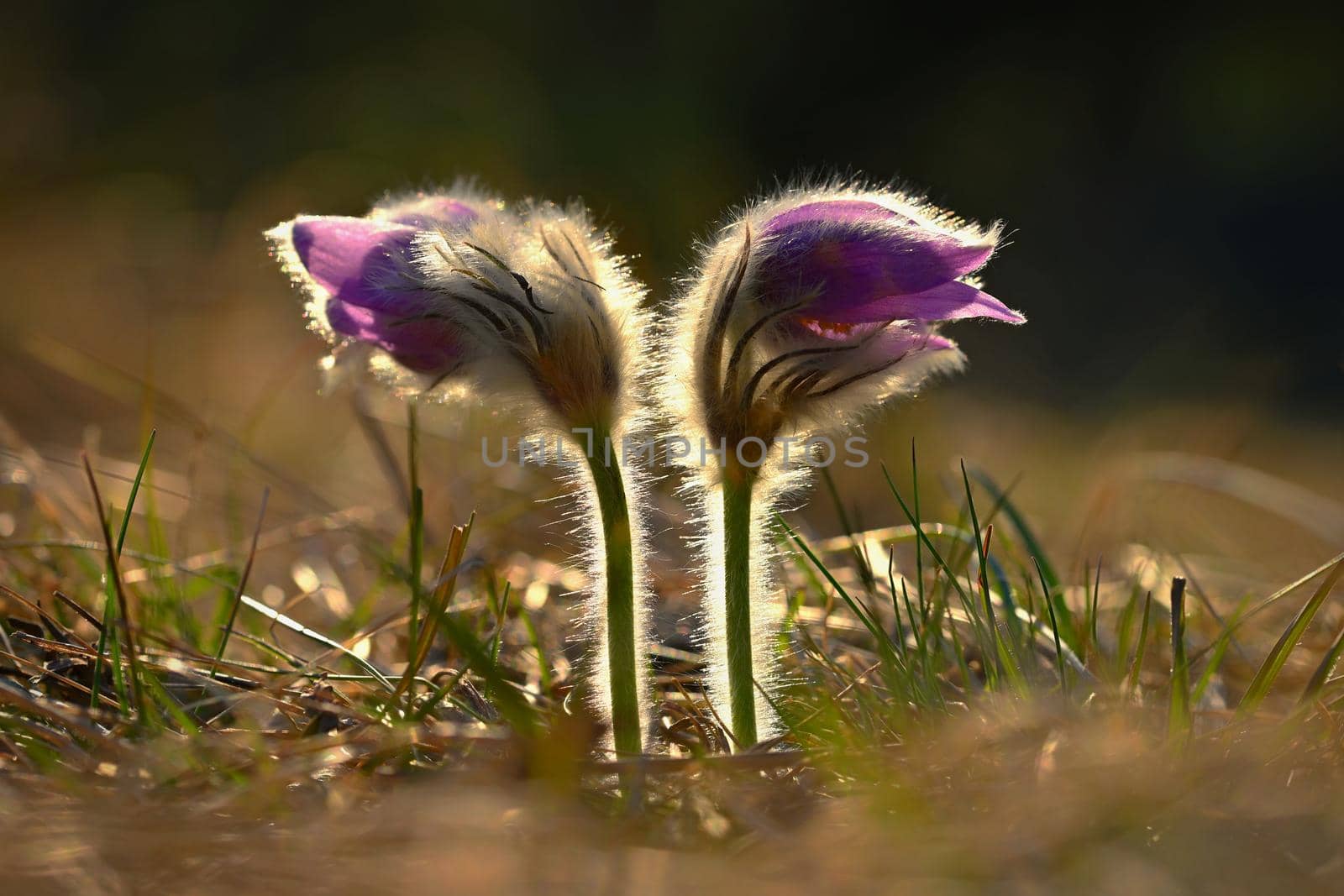 Spring time. Beautiful purple blooming flower in a meadow with sunset sun. Spring in nature and colorful background. Little furry pasque-flower. (Pulsatilla grandis) 