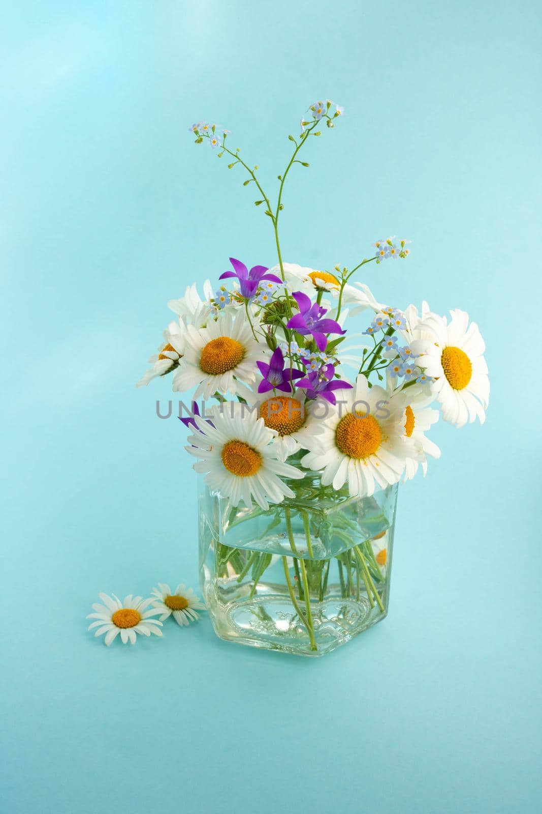 Chamomile, bluebells and forget-me-nots.Bouquet in a glass jar on a blue background by lapushka62