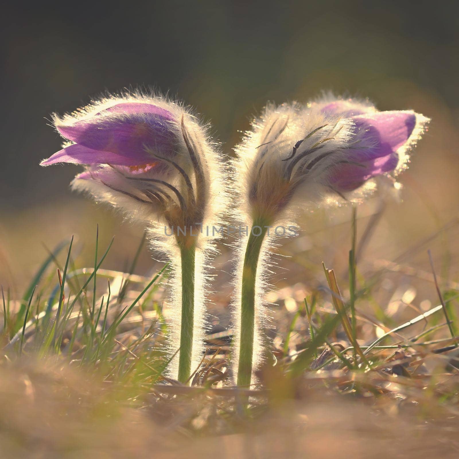 Spring time. Beautiful purple blooming flower in a meadow with sunset sun. Spring in nature and colorful background. Little furry pasque-flower. (Pulsatilla grandis)  by Montypeter