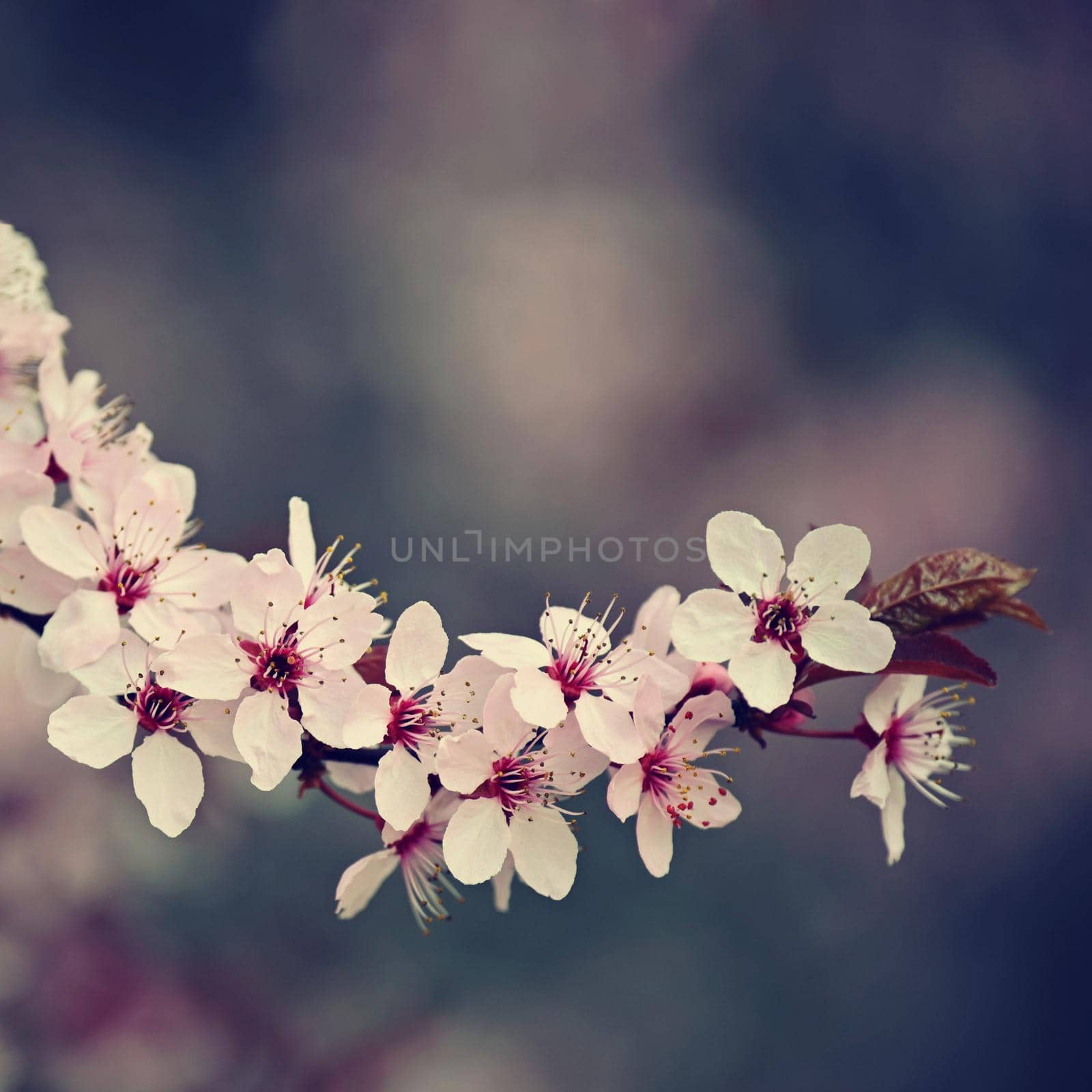 Spring time. Beautiful flowering tree. Spring in nature and colorful background. Japanese cherry - Sakura.