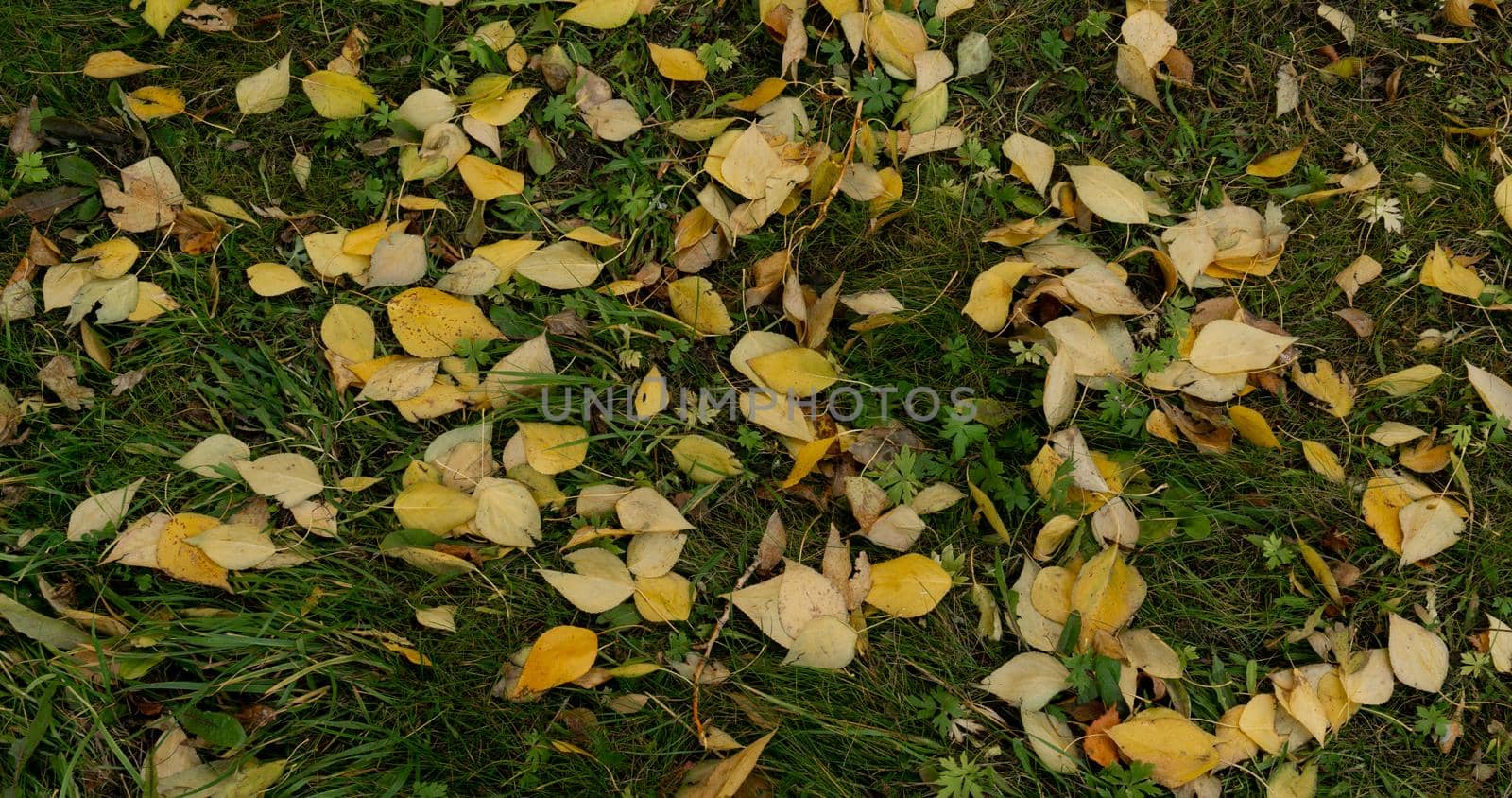 Bright yellow autumn leaves of aspen, birch against the background of green grass