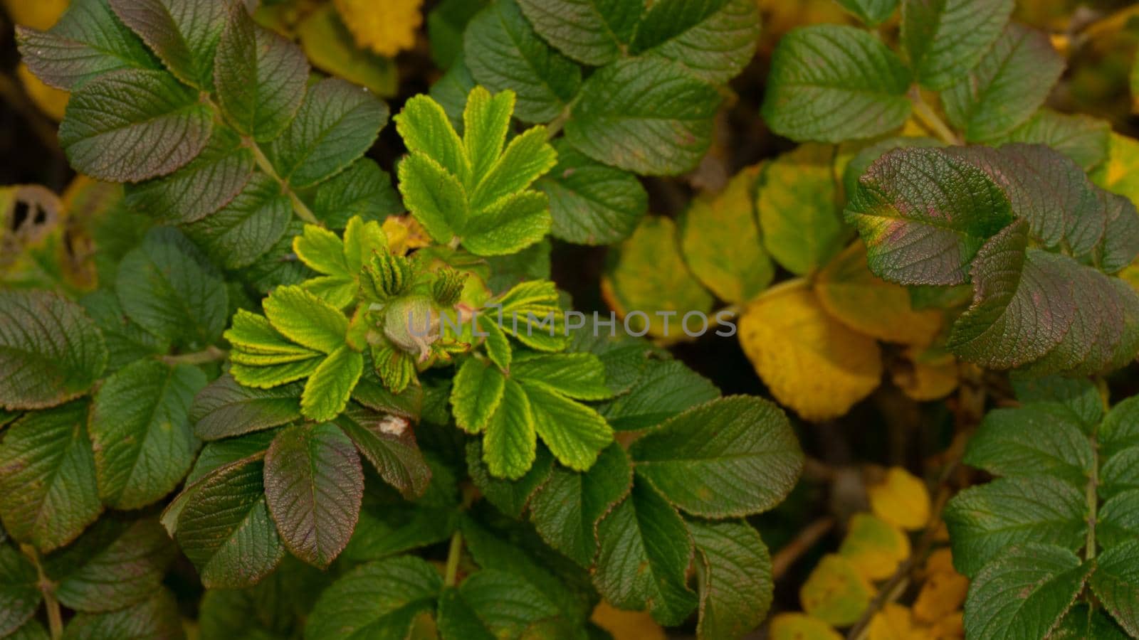 A green shoot of canker-rose briar with a closed flower bud against a background of wild rose leaves