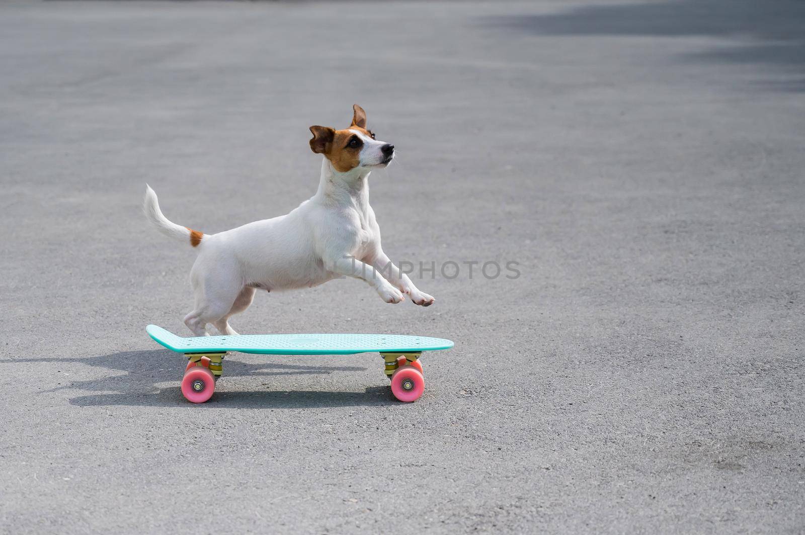 The dog rides a penny board outdoors. Jack russell terrier performing tricks on a skateboard.