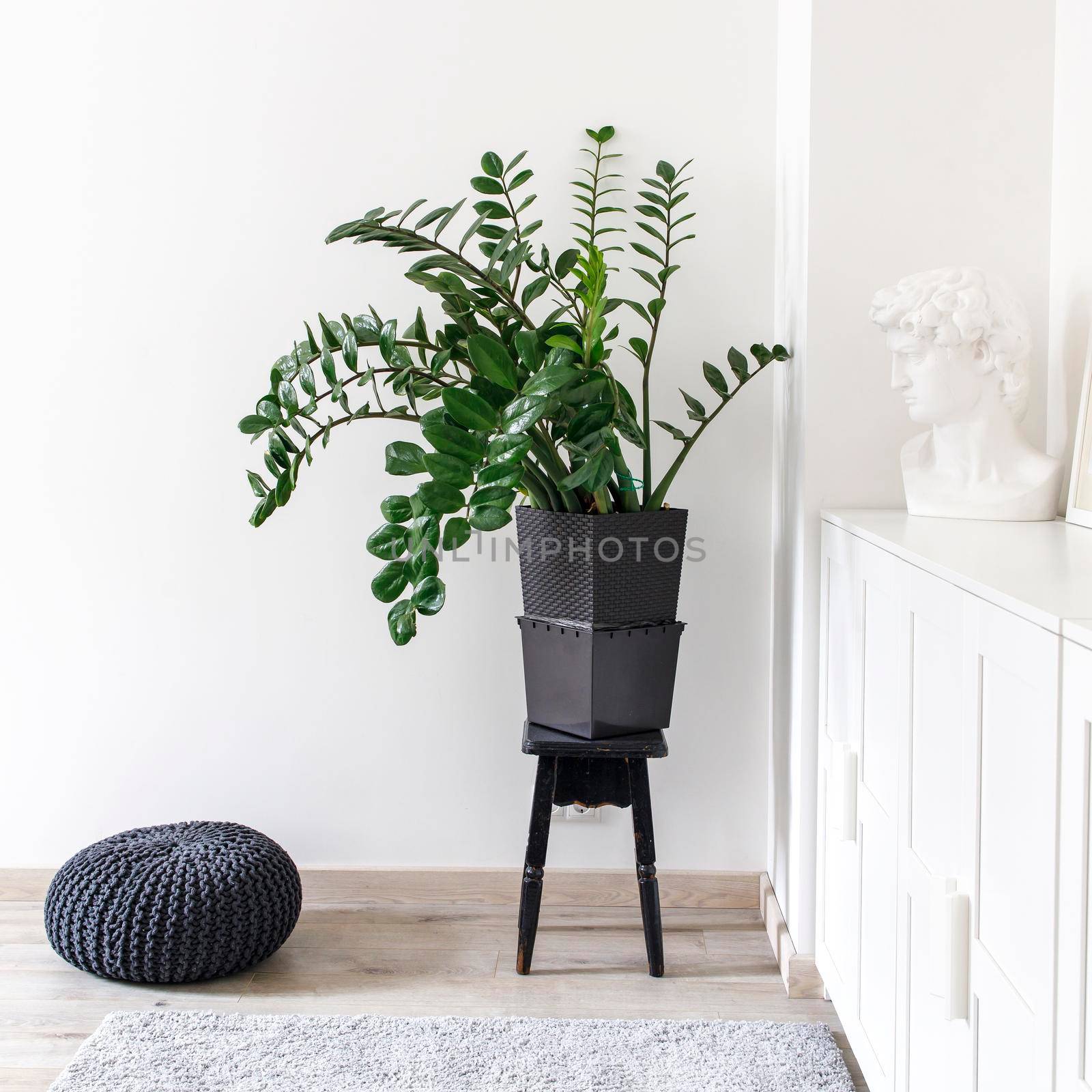 Scandinavian style room interior in white tones. A chest of drawers with a photo frame, a large indoor Zamioculcas flower on a stool in the corner, a gray curpet and a black knitted pouffe.
