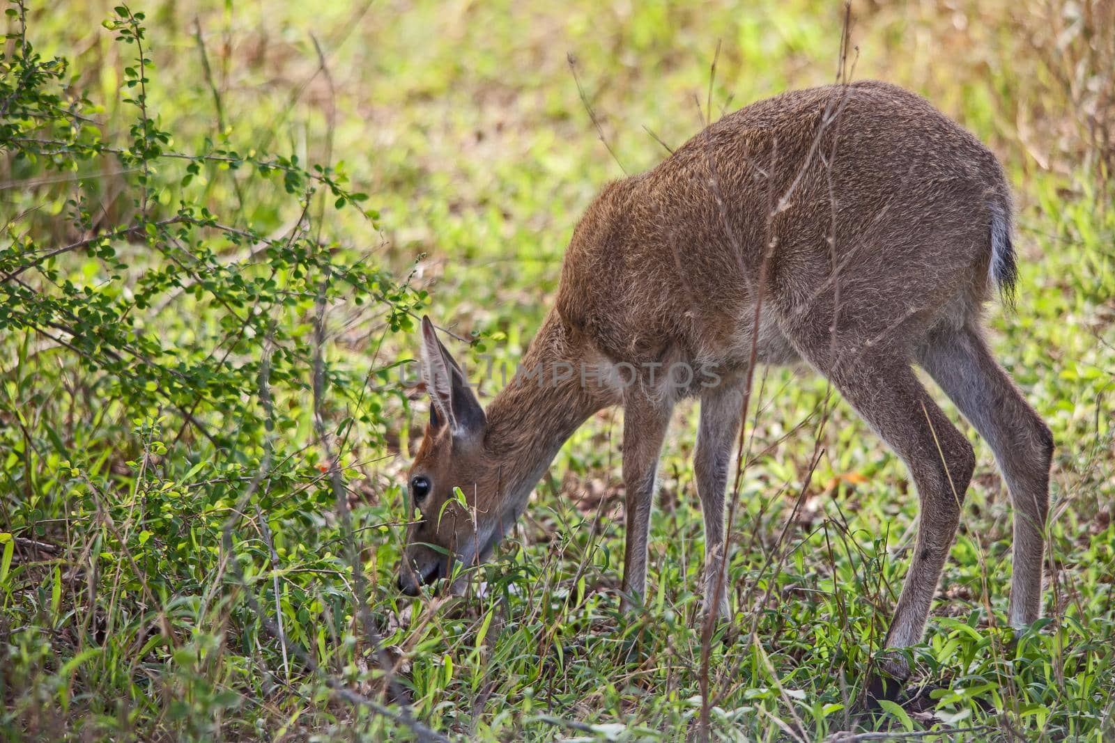 An immature Duiker (Sylvicapra grimmia) grazing on new Spring leaves of wild herbs in Kruger National Park. South Africa