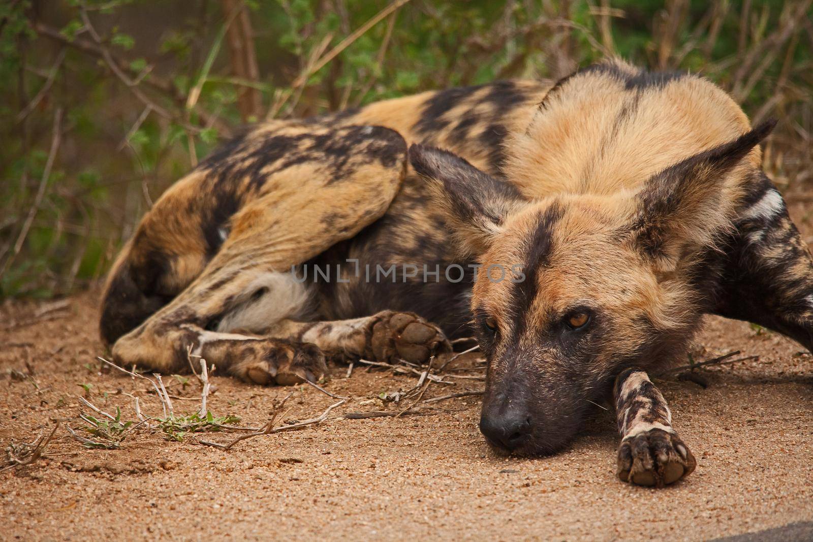 African Wild Dog (Lycaon pictus) 13854 by kobus_peche