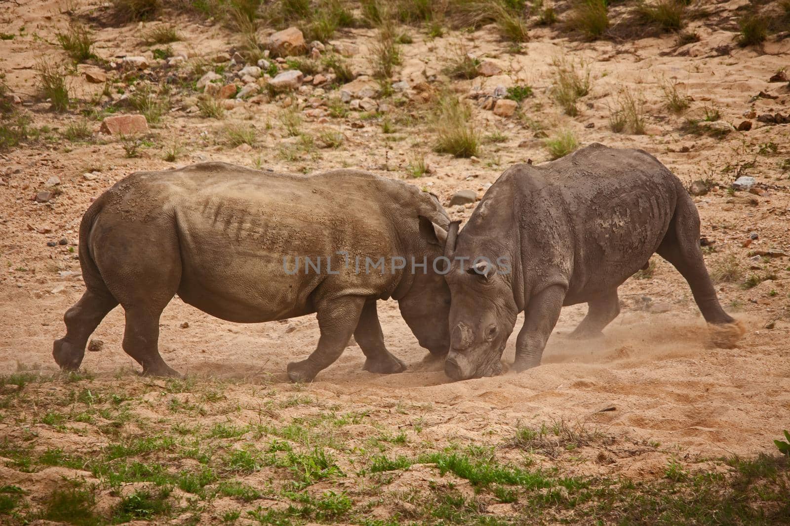 Two dehorned White Rhino (Ceratotherium simum) fighting in Kruger National Park. South African National Parks dehorn rhinos in an attempt curb poaching