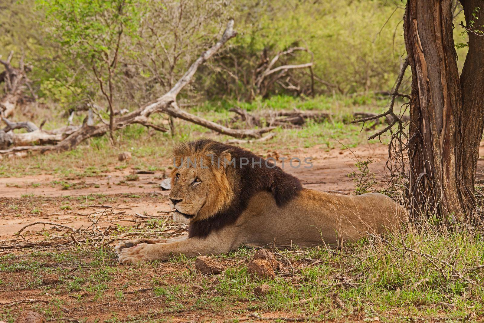 A single male Lion (Panthera leo) resting in the shade of a tree in Kruger National Park. South Africa