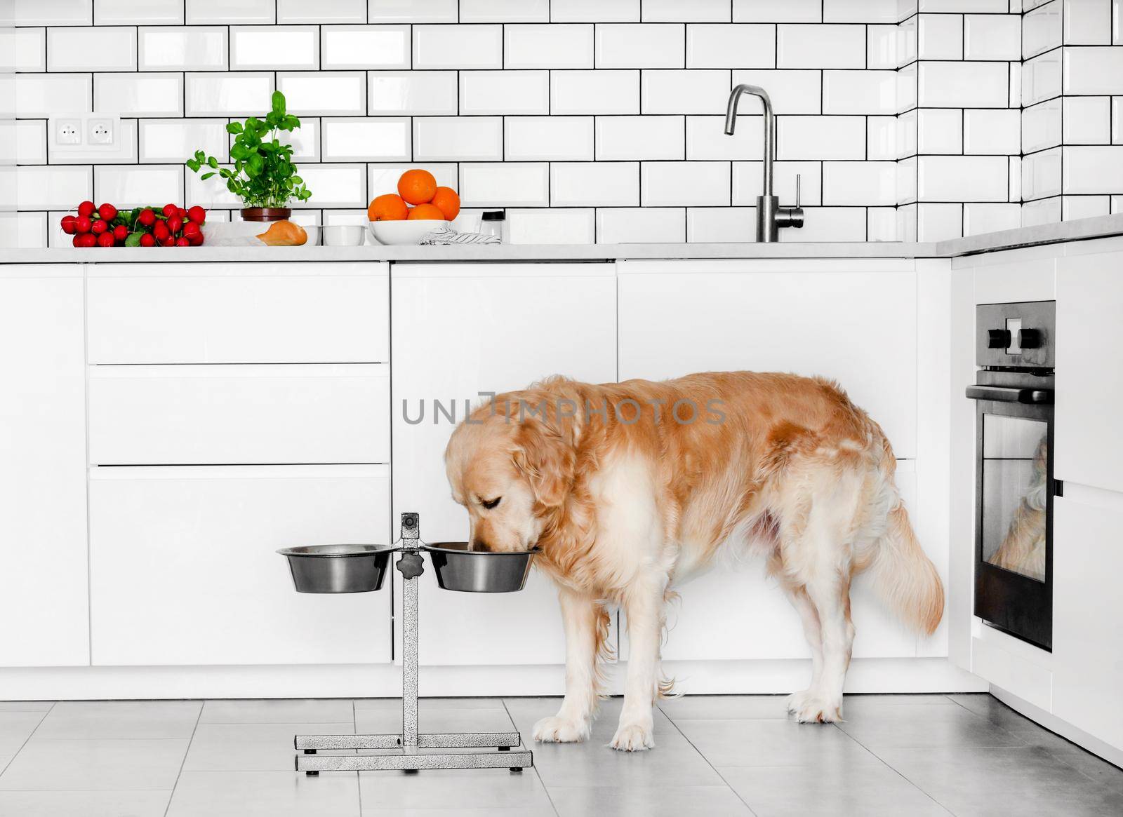 Golden retriever dog eat feed from metal bowl at home. Adorable purebred doggy pet with food at kitchen