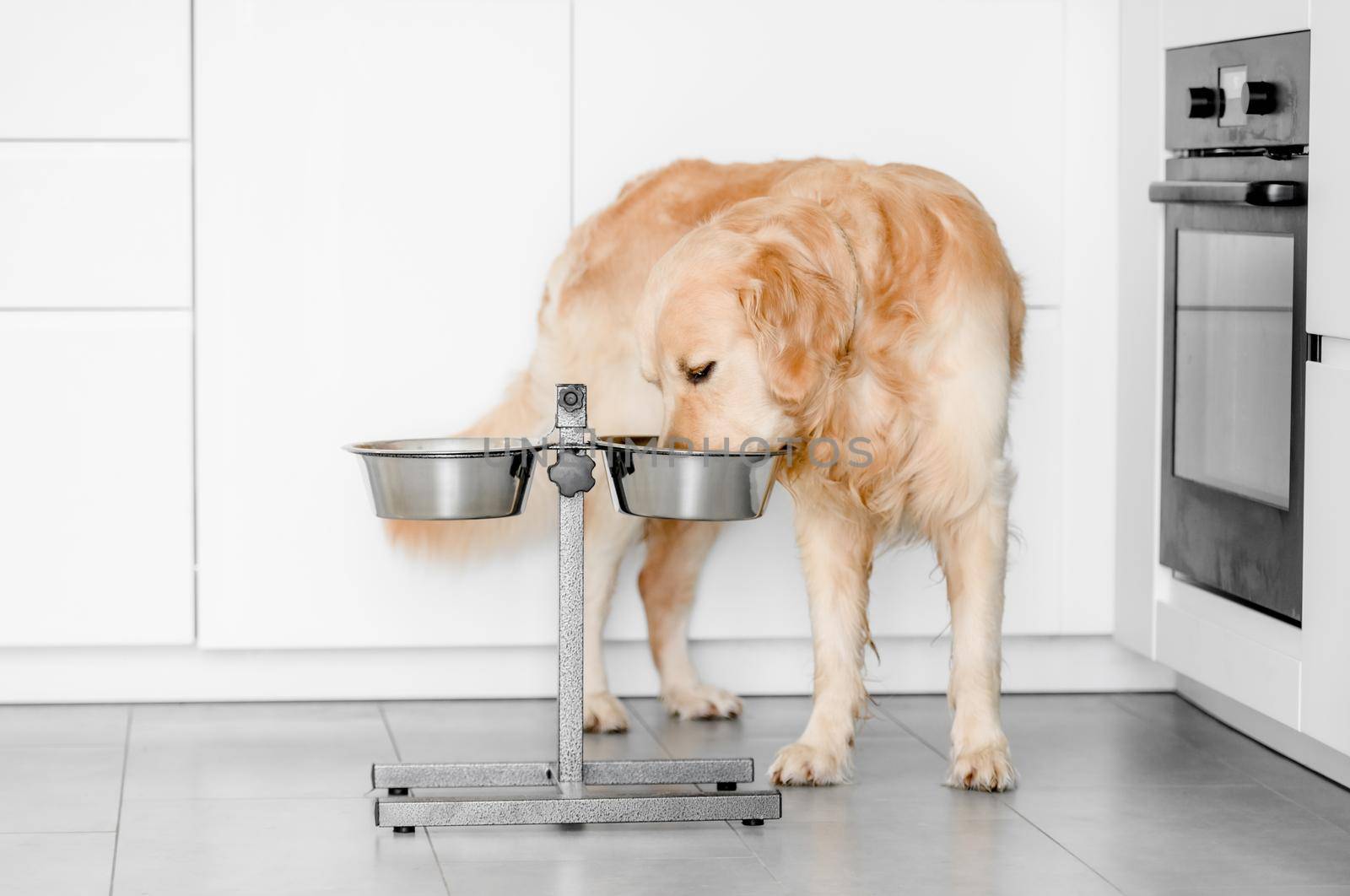Golden retriever dog eat feed from metal bowl at home. Adorable purebred doggy pet with food at kitchen