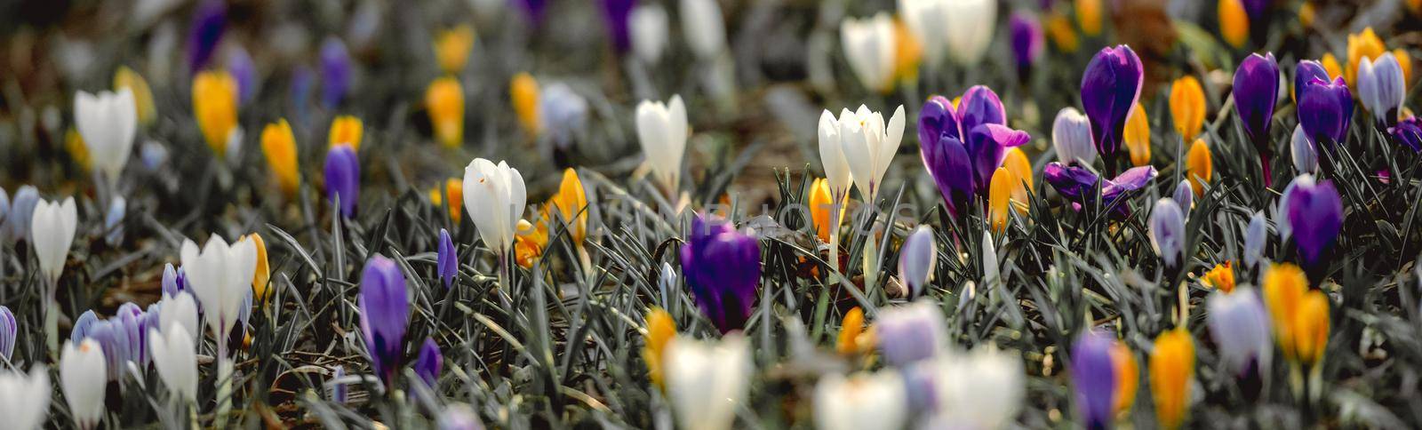 Colorful crocus flowers at springtime. Beautiful blossom at spring nature