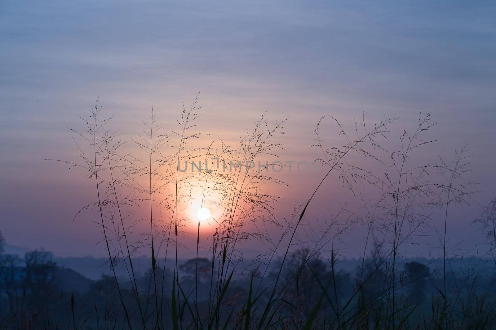 Wild grass in the morning sunset by stoonn