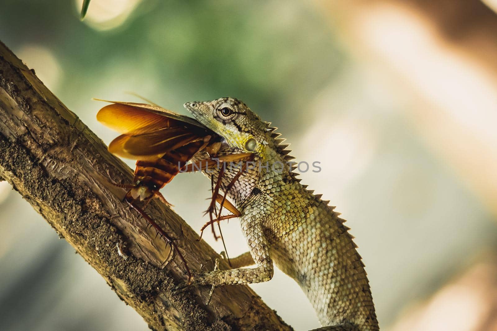 BANNER Macro close-up photo captures moment big gray lizard eat devourie prey swallow still fluttering brown beetle cockroach sit on branch. Green bright nature background. Life struggle, ecosystem.