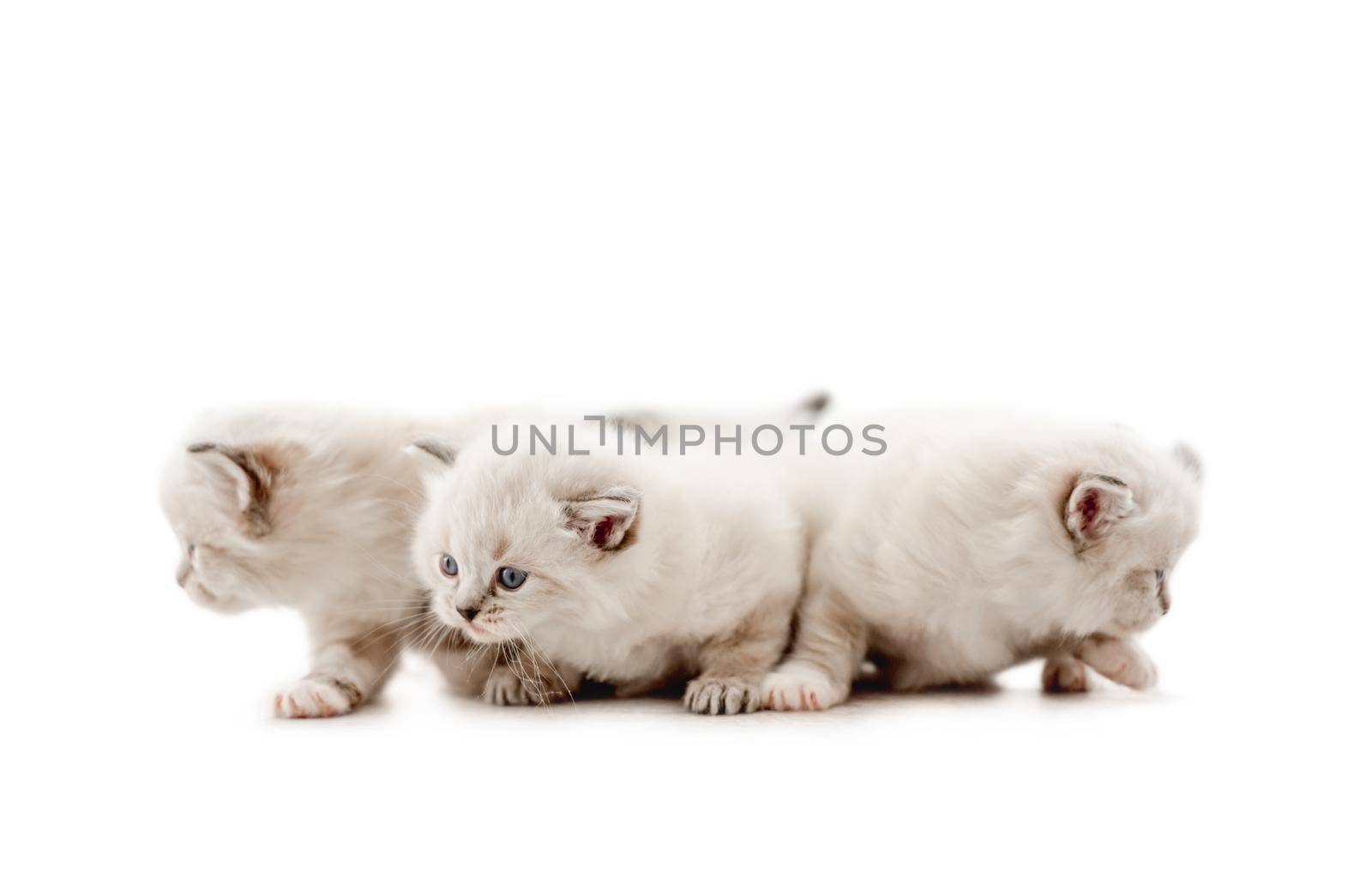 Ragdoll cat kittens isolated on white background by tan4ikk1
