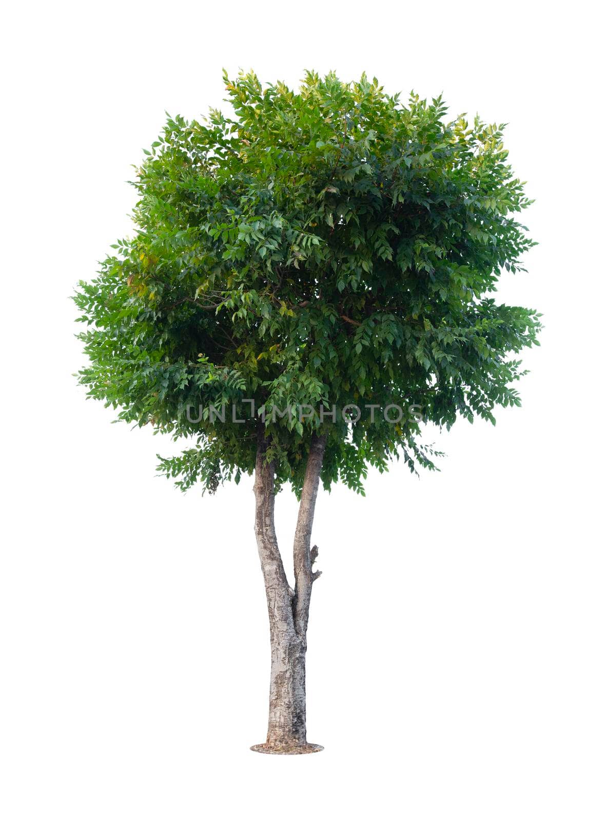 The Single Tree isolated on white background, With Clipping path.