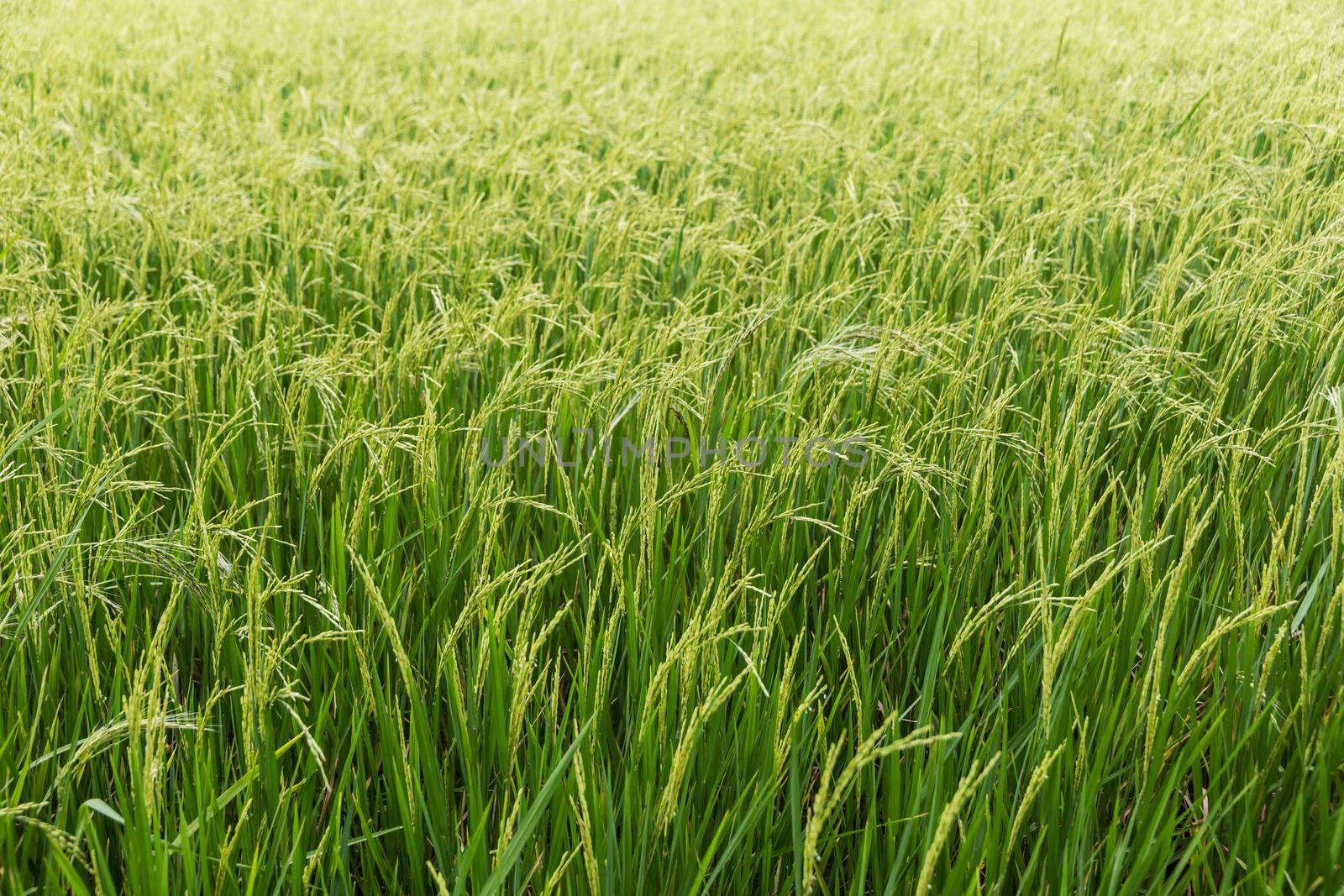 The Rice field, Thailand, Southeast Asia.
