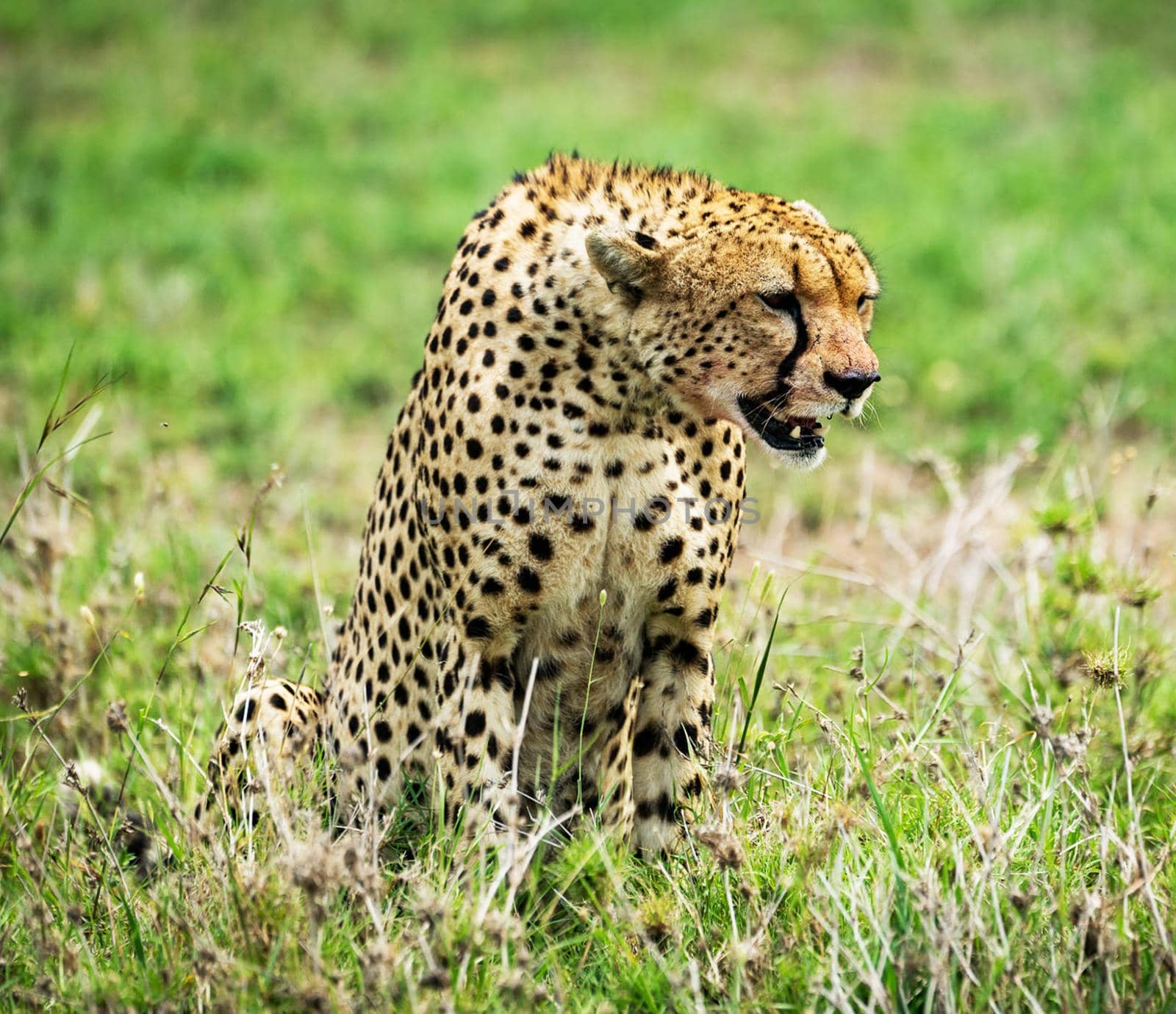 Cheetahs in national park by TravelSync27