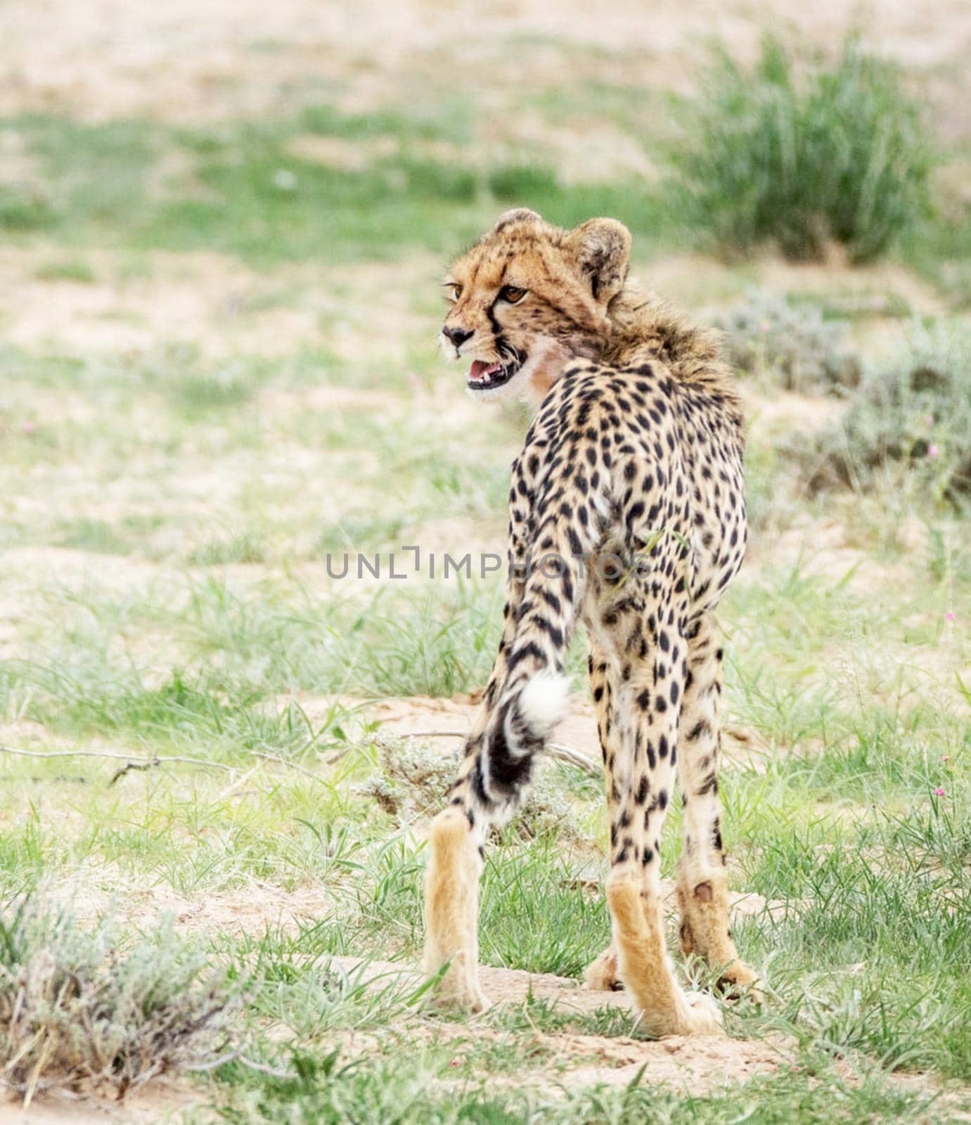 Beautiful cheetah in Wildlife