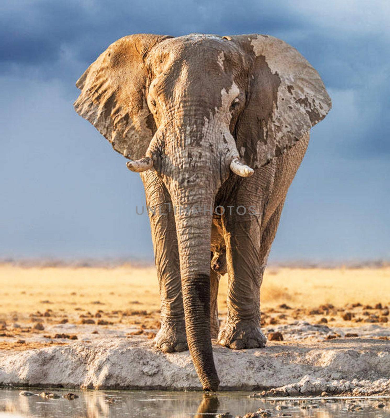 Beautiful Elephant  in national park