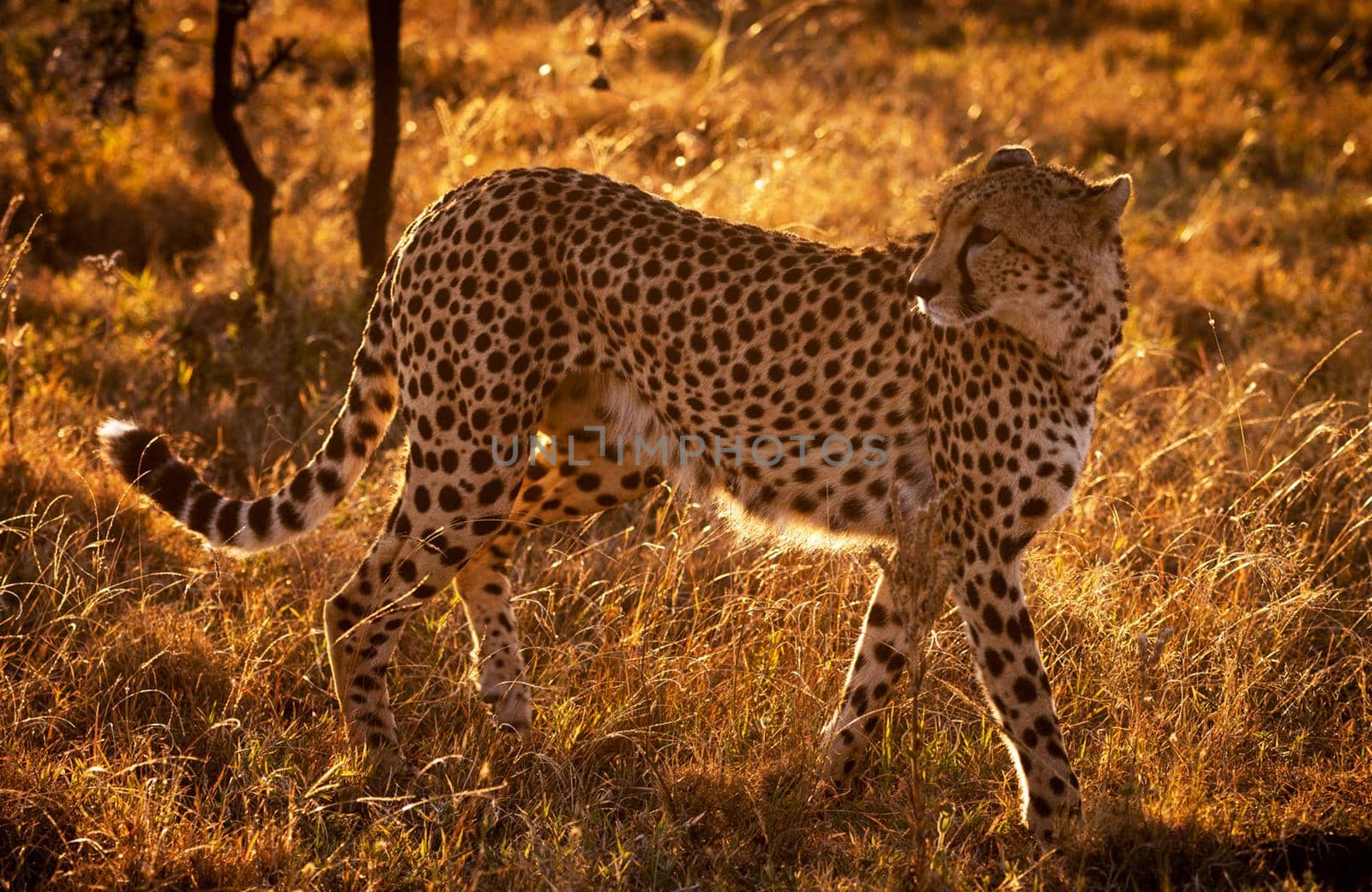 Beautiful cheetah in Wildlife