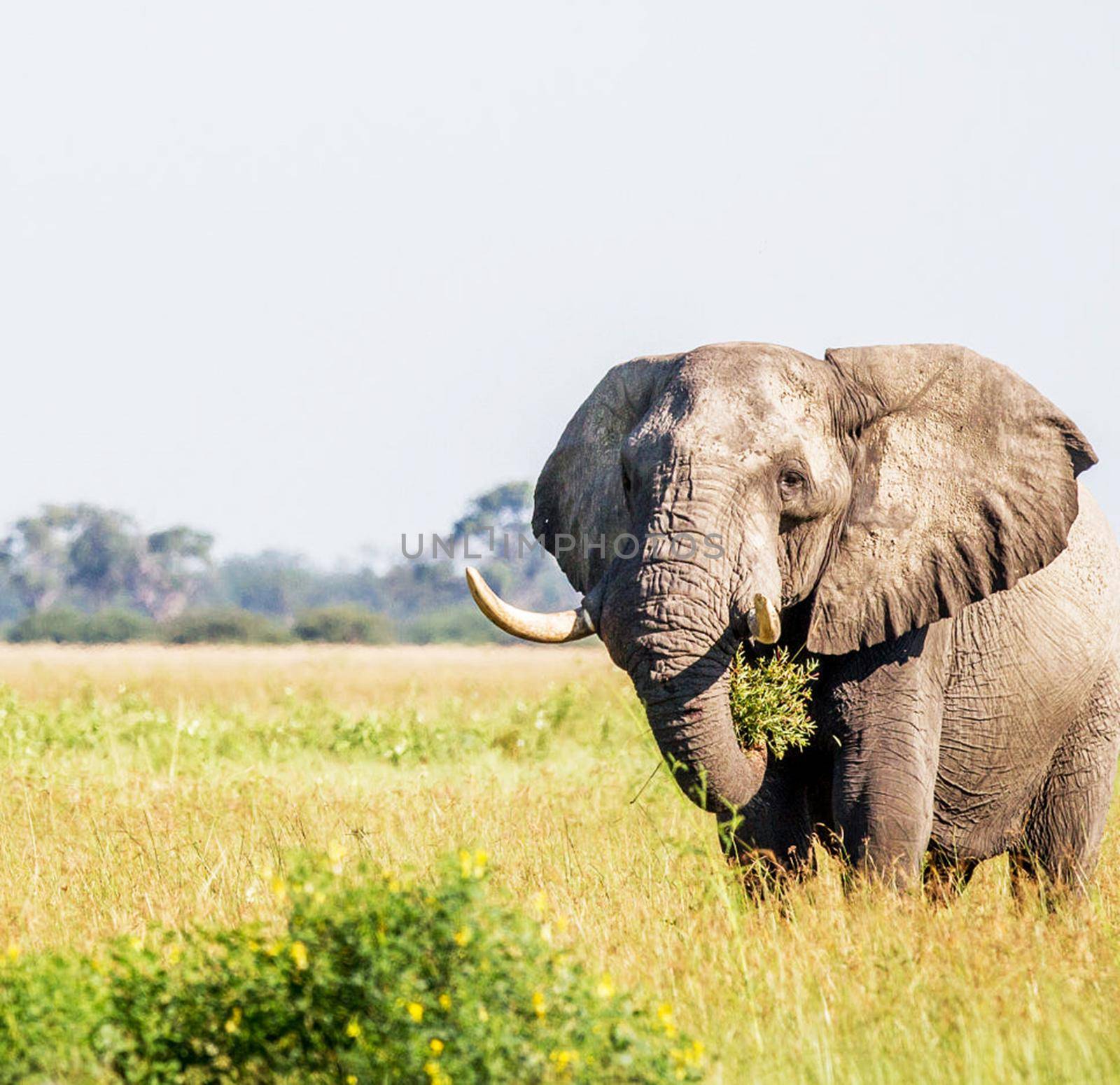 Elephant  in national park by TravelSync27