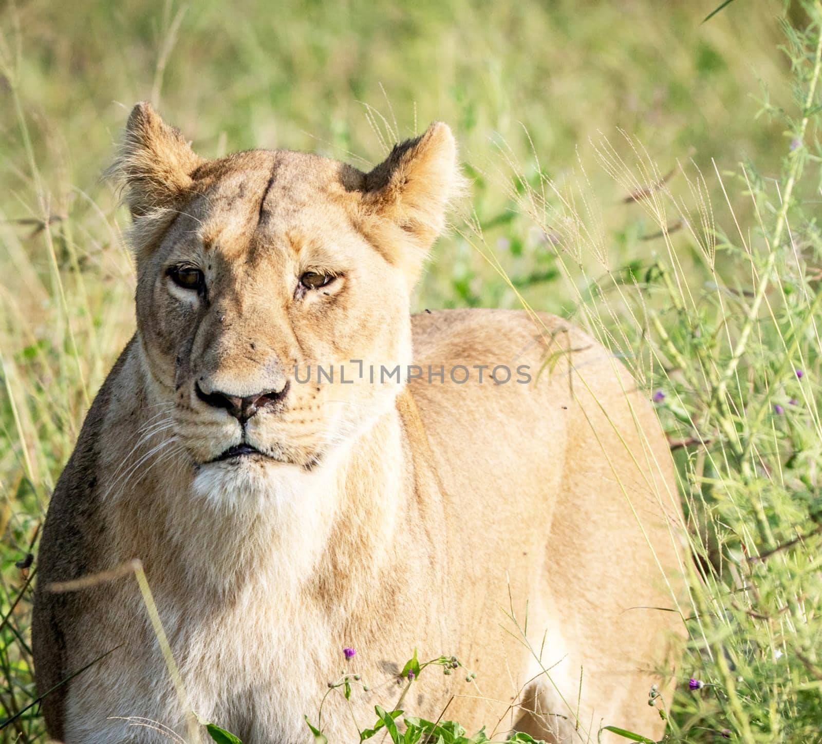 lioness in the nature by TravelSync27