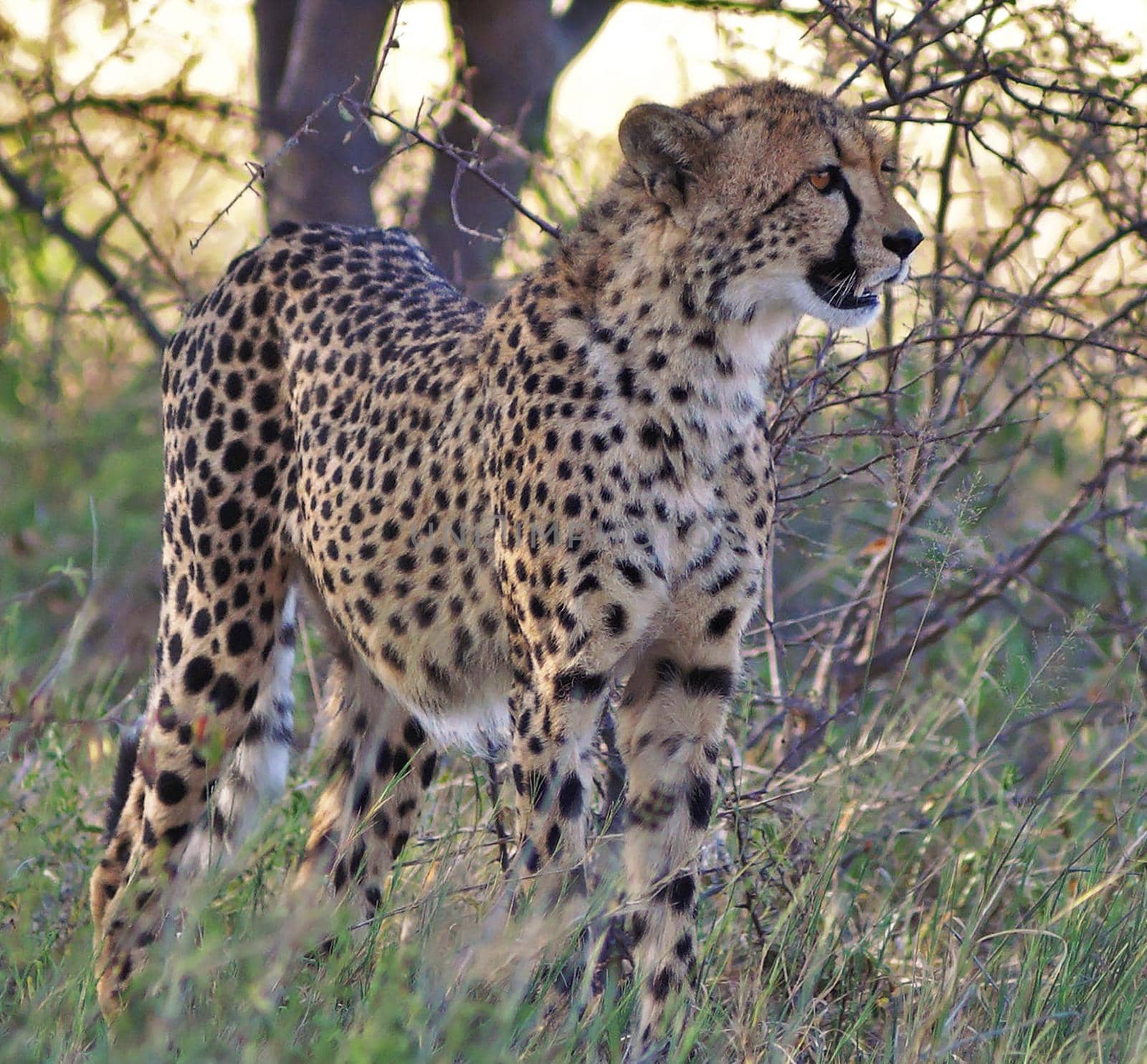 Cheetahs in national park by TravelSync27