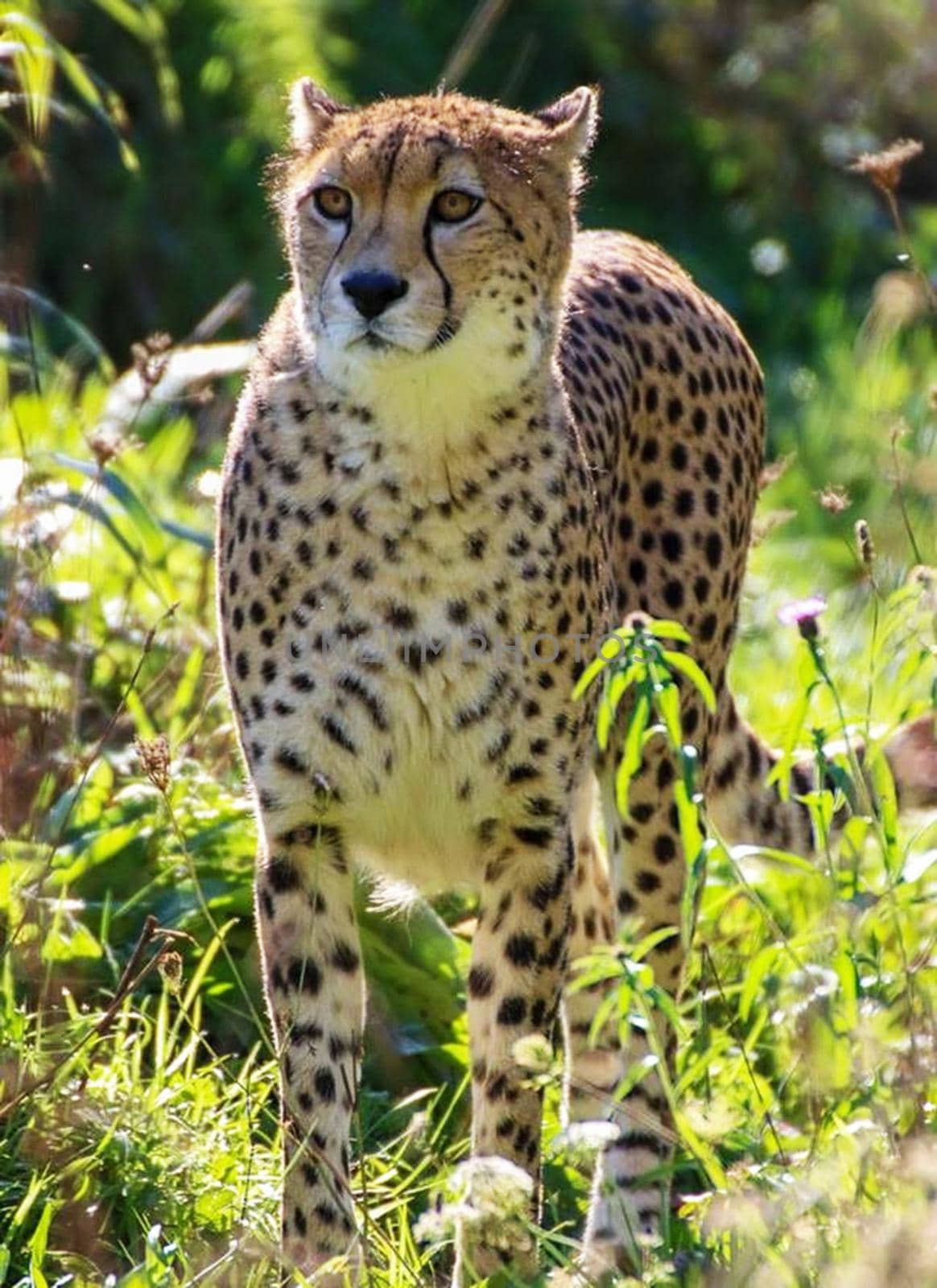 Beautiful cheetah in Wildlife