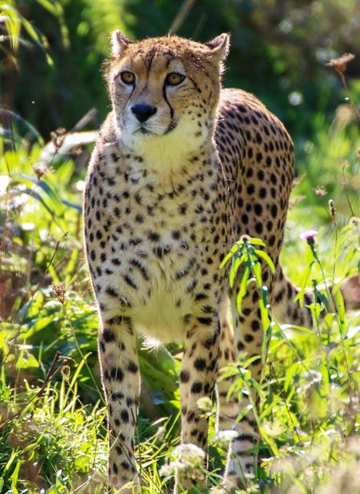 Beautiful cheetah in Wildlife