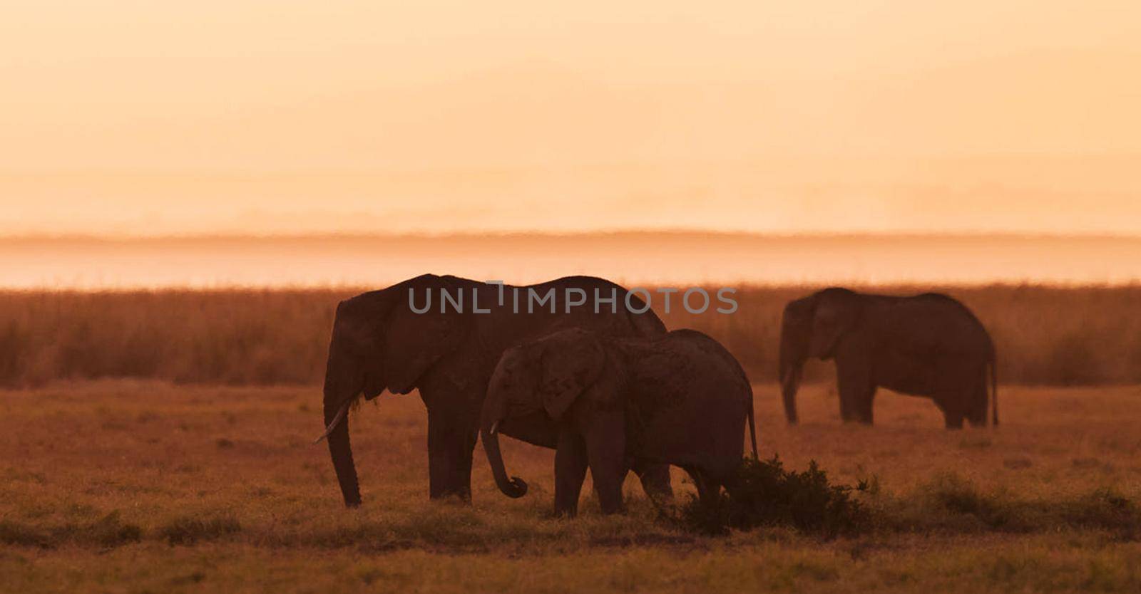 Elephant  in national park by TravelSync27