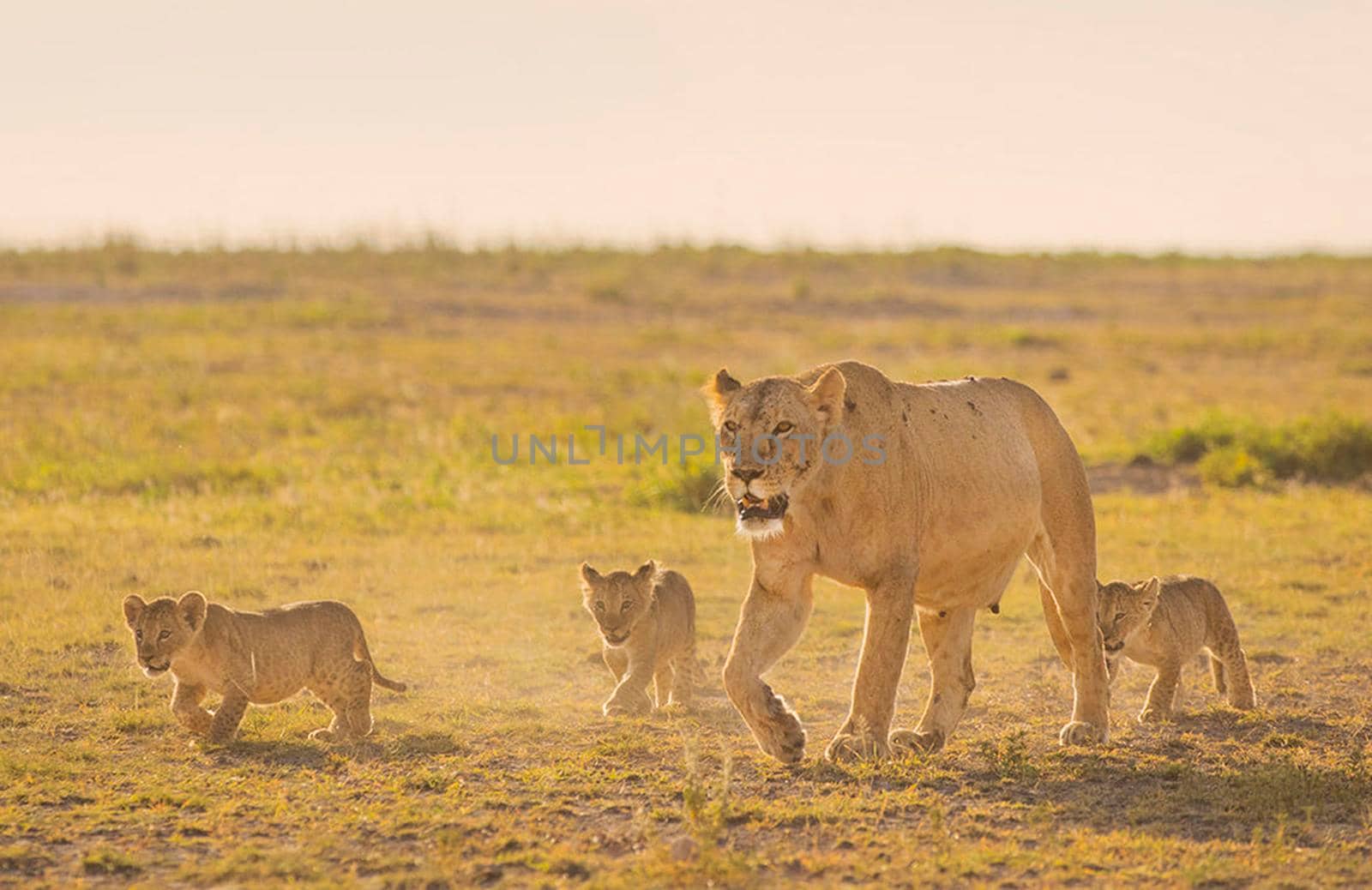 Cheetahs in national park by TravelSync27