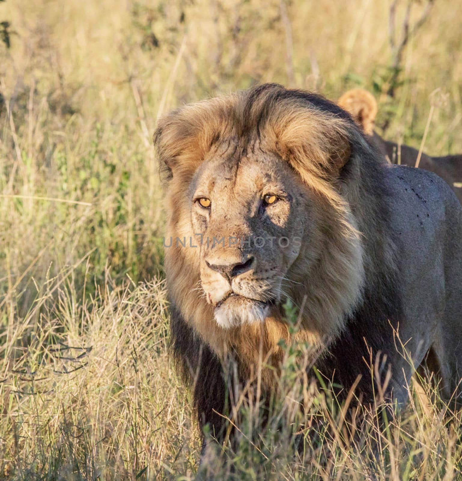 Beautiful lion in the nature