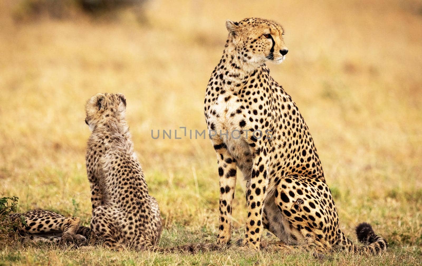 Beautiful cheetah in Wildlife