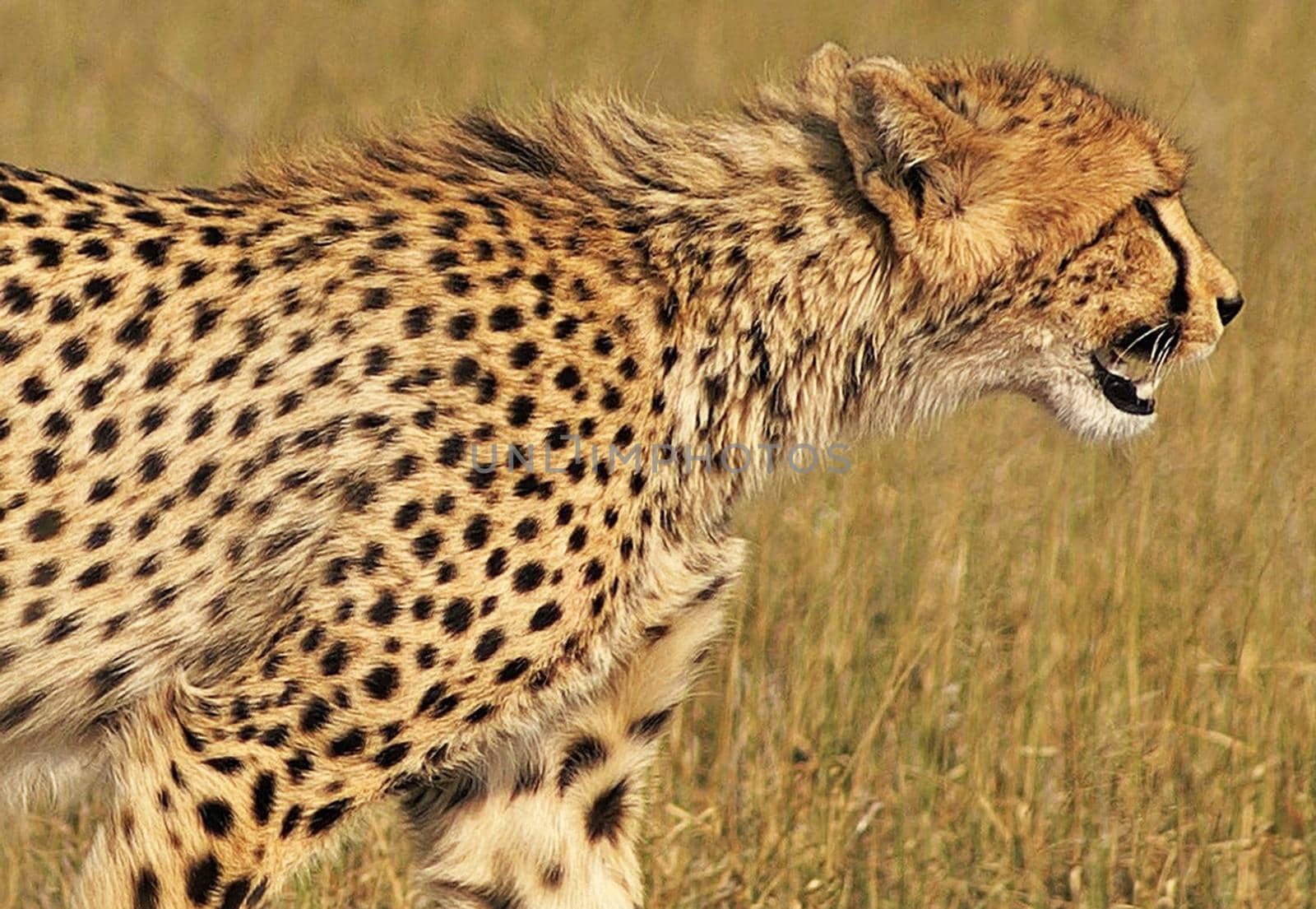 Beautiful cheetah in Wildlife