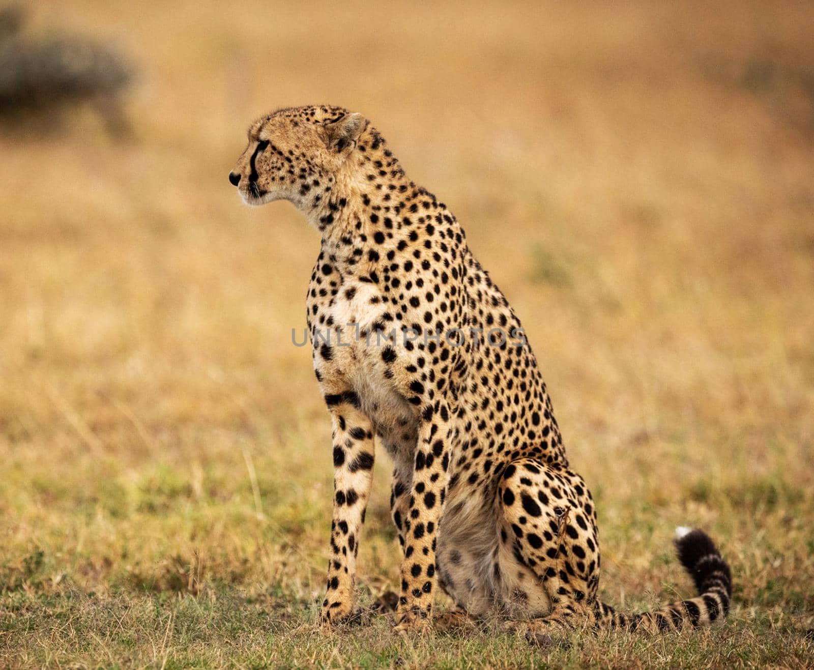 Beautiful cheetah in Wildlife