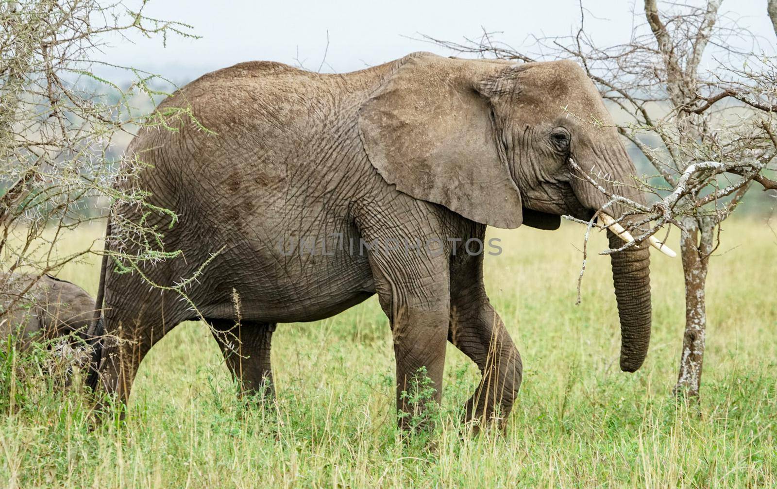 Beautiful Elephant  in national park